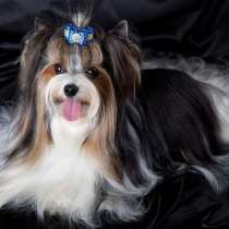 Beaver Yorkshire Terrier. Puppies, в г.Париж