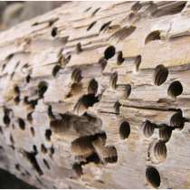 Уничтожение жуков в домах, в г.Докшицы