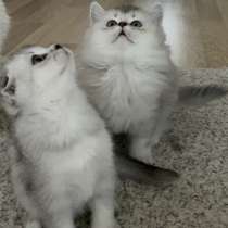 Scottish Fold. 2 месяца. Стамбул, в г.Стамбул