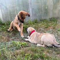 Две девчушки-красотушки и храбрый братик, в Москве