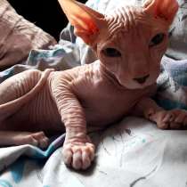 Сфінкс, продам сфінкса, куплю сфінкса, в г.Полонное