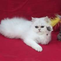 Британская шиншилла!, в г.Кишинёв