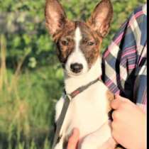 Басенджи, в Москве