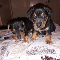 Таксы щенки, в Воронеже