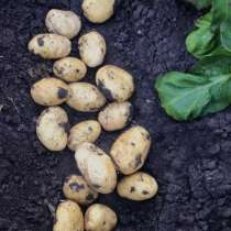 Картофель, в Краснодаре