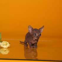 Эльф, Бамбино, канадский сфинкс, Двэльф, белые разноглазые, в г.Нью-Йорк