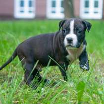 Черные кобели Амстаффтерьера бронь, в Москве