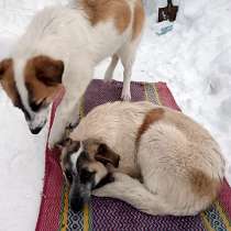 Отличные компаньоны и охранники, собачки Лада и Рада в дар, в Москве