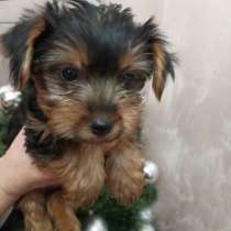 ЙОРКИ, в г.Тирасполь