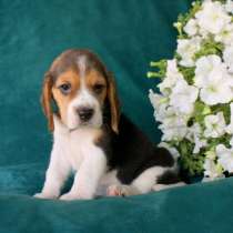 Бигли щеночки чистокровные, в Кирове