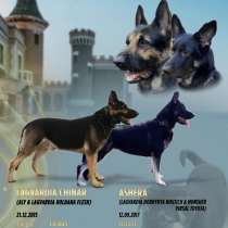 ЩЕНКИ ВОСТОЧНО—ЕВРОПЕЙСКОЙ ОВЧАРКИ, в г.Нарва