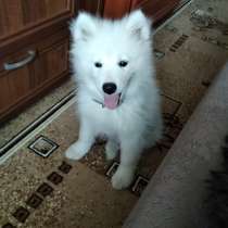 Самоед, в Суворове