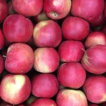 Яблоки Флорина 60+ оптом от КФХ в Таганроге, в Таганроге