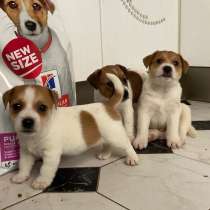 Джек рассел терьер, в Москве