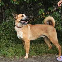 Добрейшей души молодой пёс с чайными глазами, в Санкт-Петербурге