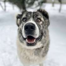Кавказский волкодав в добрые руки, в Москве