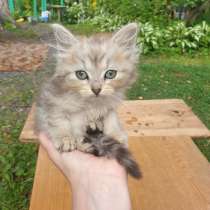 Красивый котенок бесплатно, в Кировске