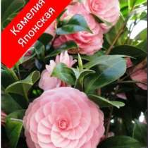 Камелия, Гейхера, Жасмин, Папоротник, Бузина, Калина, в Краснодаре