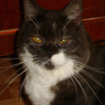 Отдам кота в добрые руки, в Ставрополе