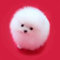 Вот щенки шпиц, в Челябинске