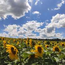 Семечки, в г.Черкассы