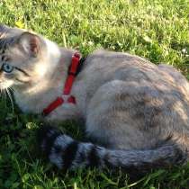 Ищем пропавшего кота, в Москве