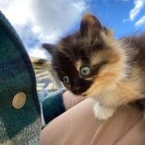 Котёнок, в Сургуте