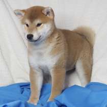 Щенки сиба, в Мытищи