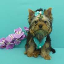 4-х месячный щенок йоркширского терьера из питомника, в Санкт-Петербурге