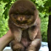 Детишки породы померанский шпиц от титулованных родителей, в г.Варшава