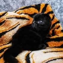 Шотландские вислоухие котята / Scottish Fold Kätzchen, в г.Берлин