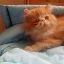 Персидсие котята, в г.Мелитополь