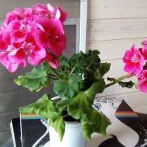 Пеларгония сортовая, в Липецке