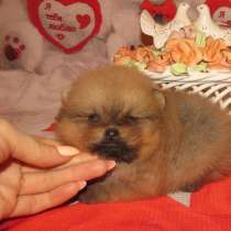 Привлекательные щенки шпица, в Костроме