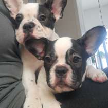 French bulldog, в г.Concord