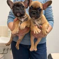 Щенки Французского Бульдога (French Bulldog Puppies), в г.Таллин