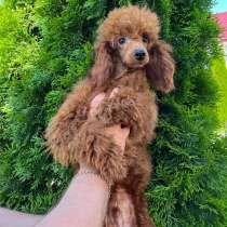 Мальчик миниатюрного пуделя, в г.Дублин