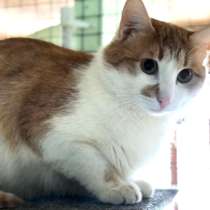 Ласковый, добрый. и снова преданный людьми, в Москве