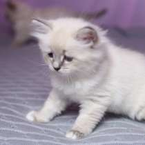 НЕВСКИЕ МАСКАРАДНЫЕ КОТЯТА, в Перми