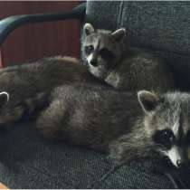 Енот полоскун, в Чите