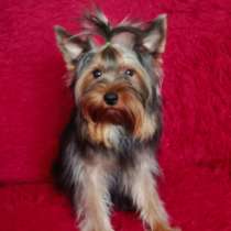 Очаровашка, в Симферополе