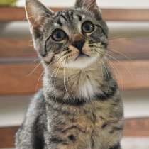 Ласковый, трогательный котенок Родни в добрые руки, в Санкт-Петербурге