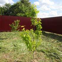 Участок в деревне, в Малоярославце