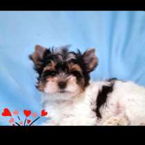 Бивер йорктерьер, в г.Афины