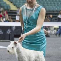 Услуги Хендлера (выставочная подготовка), в Ростове-на-Дону