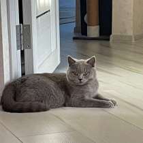 Шотландская кошка, в Ростове-на-Дону