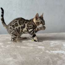 Available Bengal kittens, в г.Майами