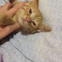 Малыш Бакс, в Волгодонске