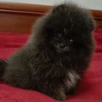 Померанский шпиц. Графитового окраса, в г.Schwarzburg