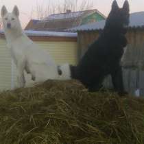 Продам охотничьих щенкоа, в Иркутске